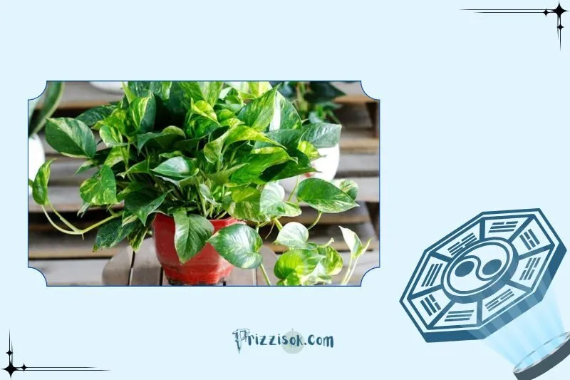 Cây vạn niên thanh phong thủy là gì?