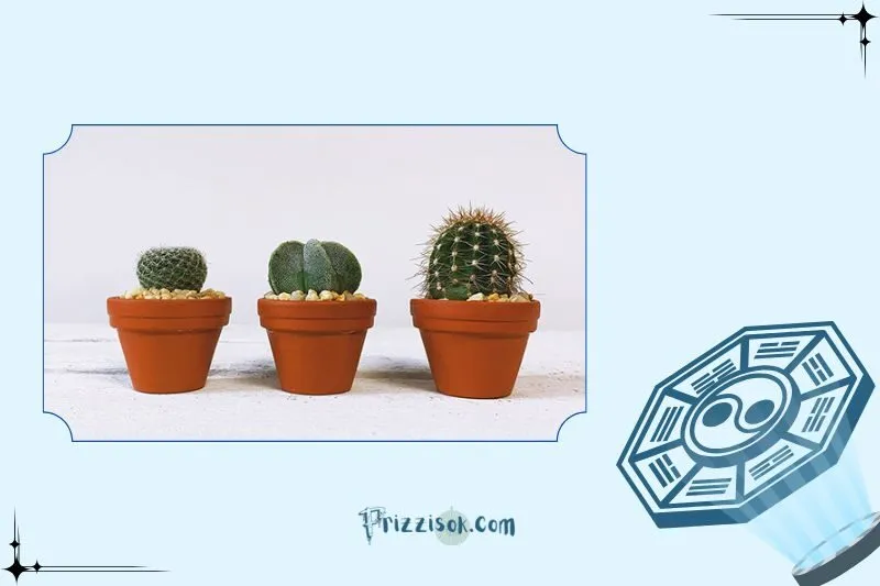 Cây xương rồng hợp với mệnh nào?