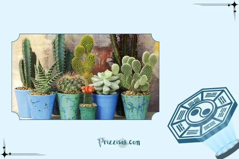 Cây xương rồng phong thủy là gì?