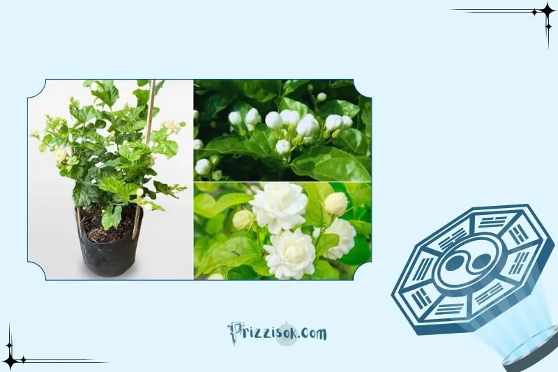 Chăm sóc cây hoa nhài để phát triển tốt và luôn ra hoa