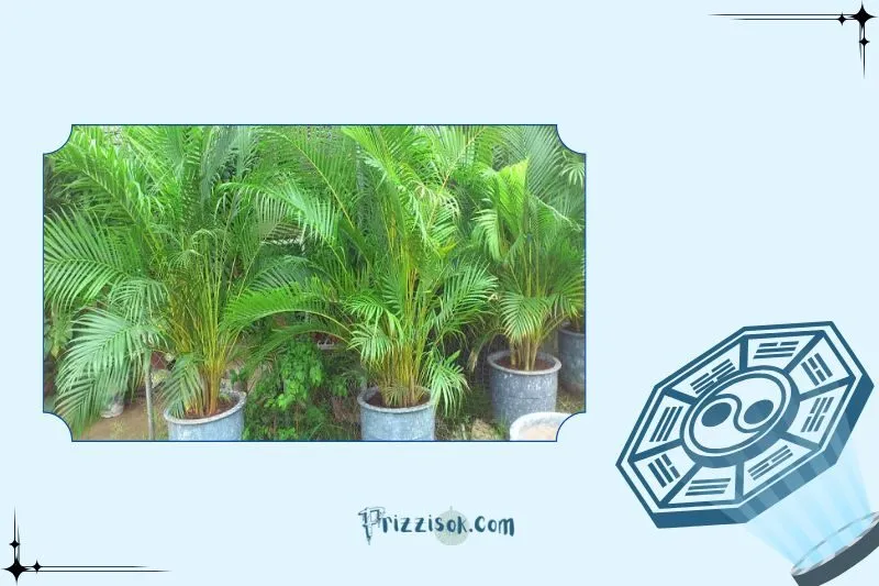 Công dụng của cây cau cảnh