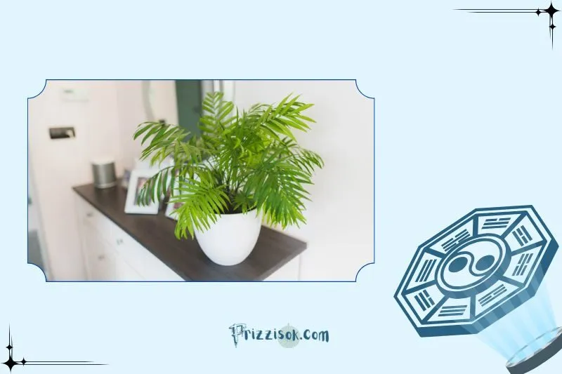 Công dụng của cây cau tiểu trâm