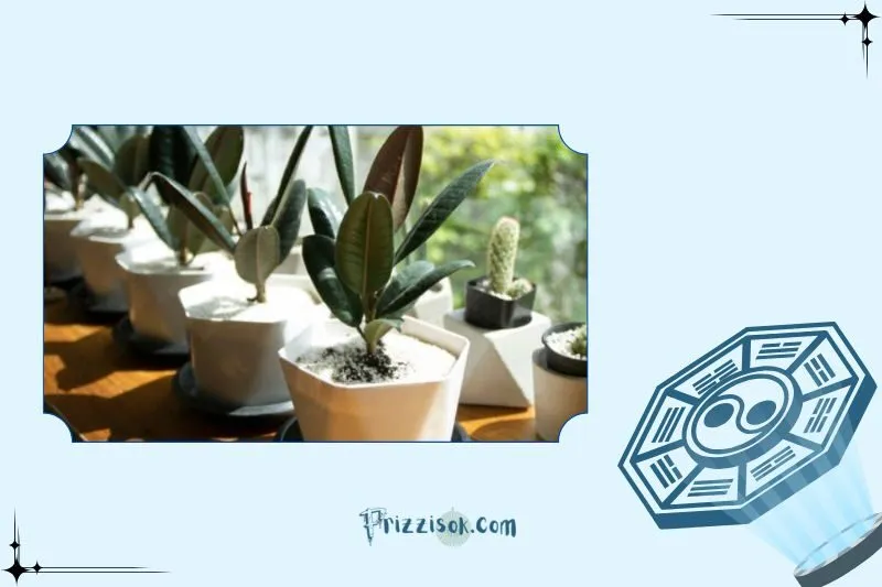 Công dụng của cây đa búp đỏ