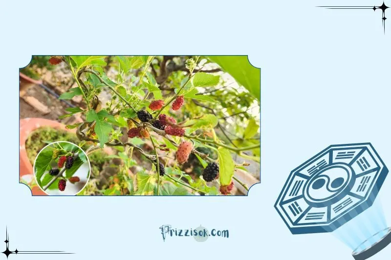 Công dụng của cây dâu tằm