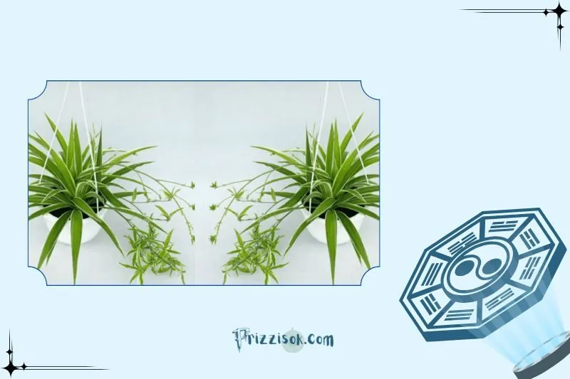 Công dụng của cây dây nhện