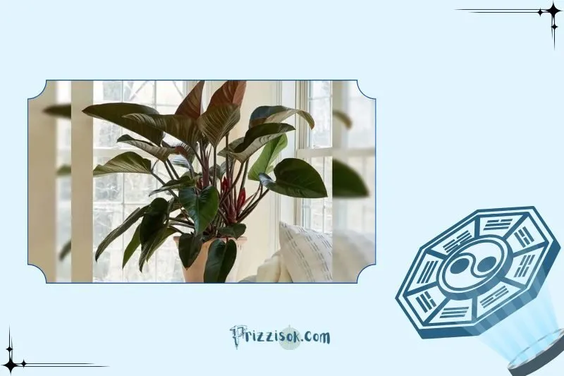 Công dụng của cây đế vương phong thuỷ