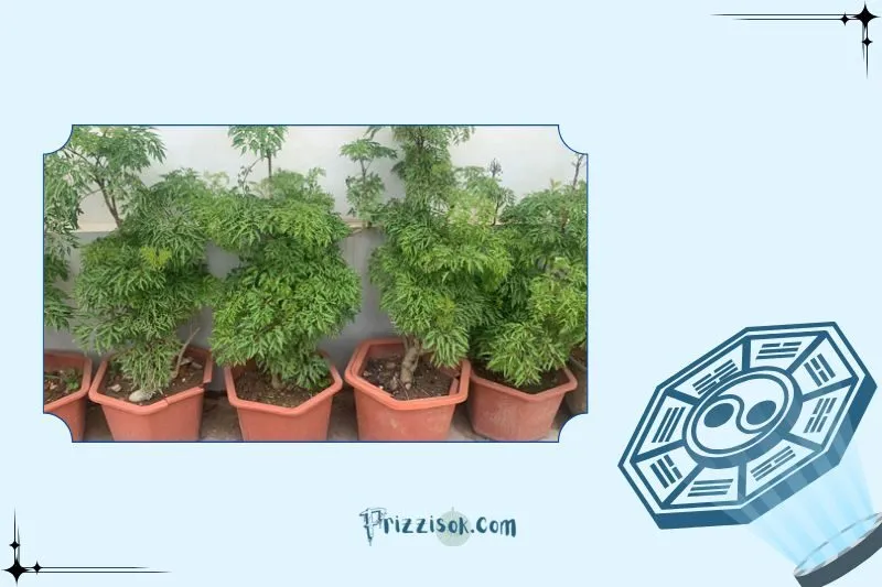 Công dụng của cây đinh lăng