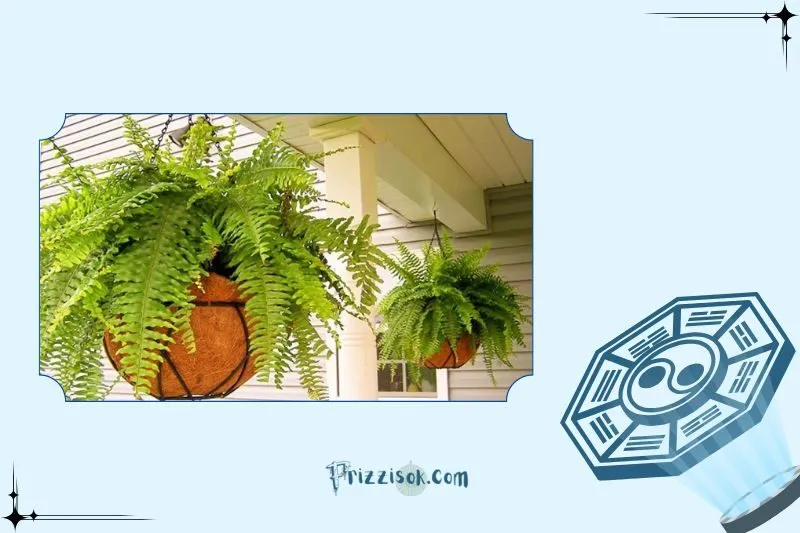Công dụng của cây dương xỉ phong thuỷ