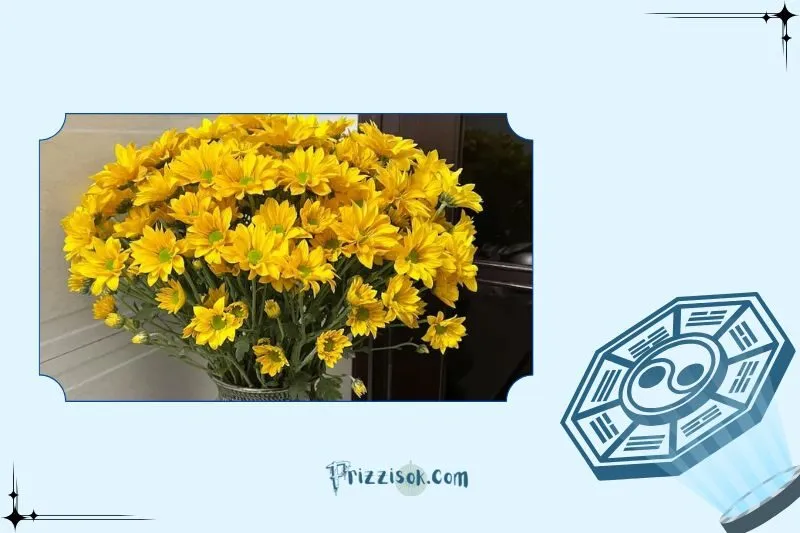 Công dụng của cây hoa cúc phong thủy