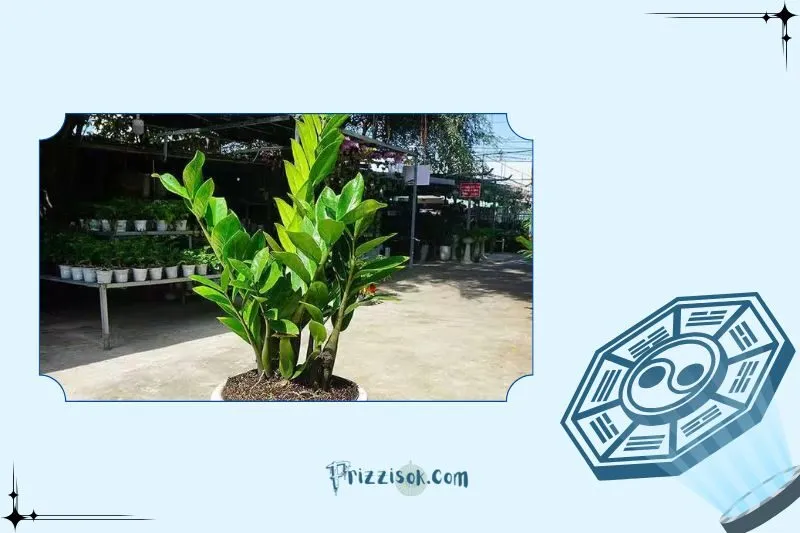 Công dụng của cây kim tiền