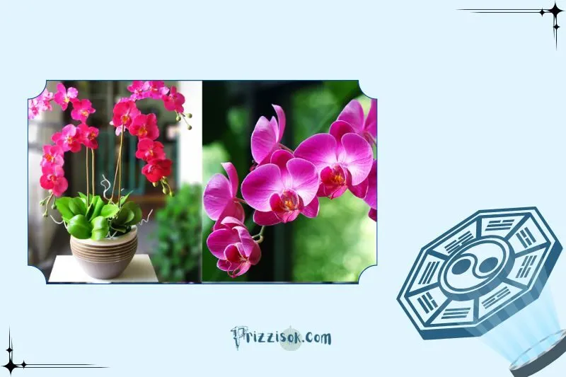 Công dụng của cây lan hồ điệp phong thủy