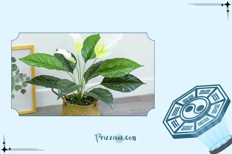 Công dụng của cây lan ý