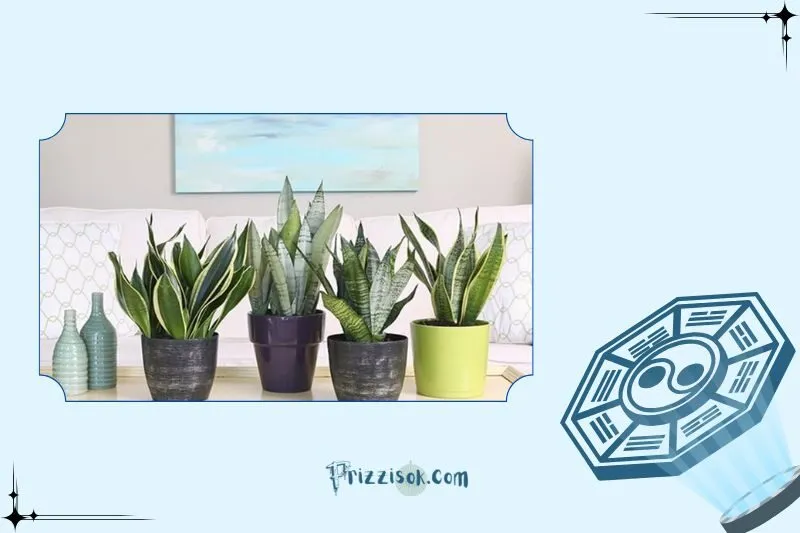 Công dụng của cây lưỡi hổ phong thuỷ