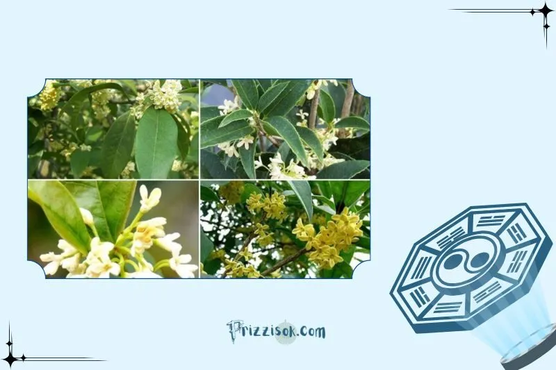 Công dụng của cây mộc hương trong đời sống