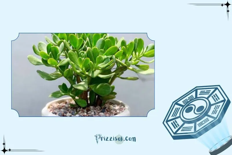 Công dụng của cây ngọc bích