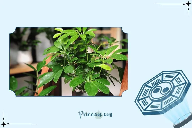 Công dụng của cây ngũ gia bì