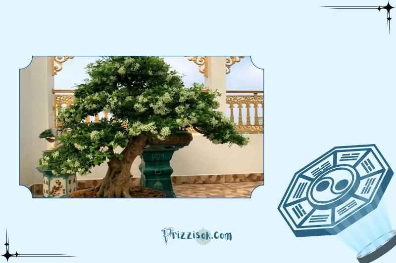 Công dụng của cây nguyệt quế trong đời sống