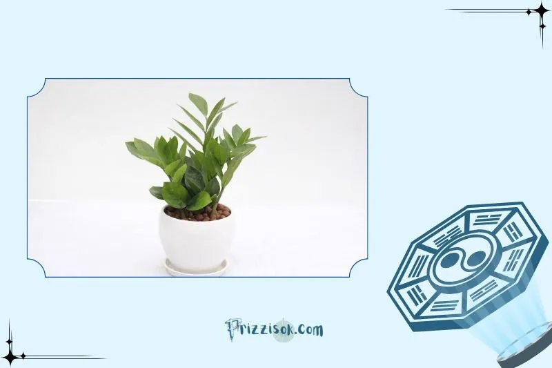 Công dụng của cây phát tài phong thủy