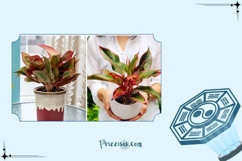 Công dụng của cây phú quý trong đời sống