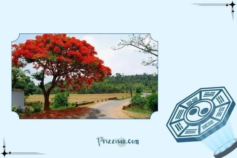 Công dụng của cây phượng vĩ