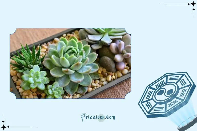 Công dụng của cây sen đá phong thủy