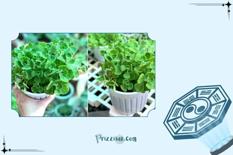 Công dụng của cây sen thơm trong đời sống