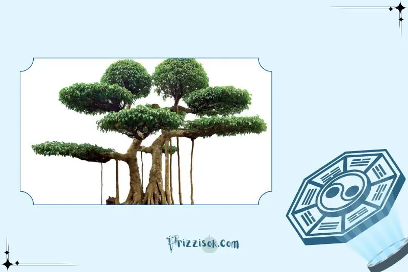 Công Dụng Của Cây Si Cảnh