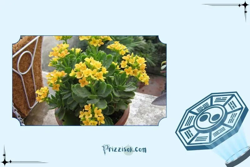 Công dụng của cây sống đời trong phong thủy