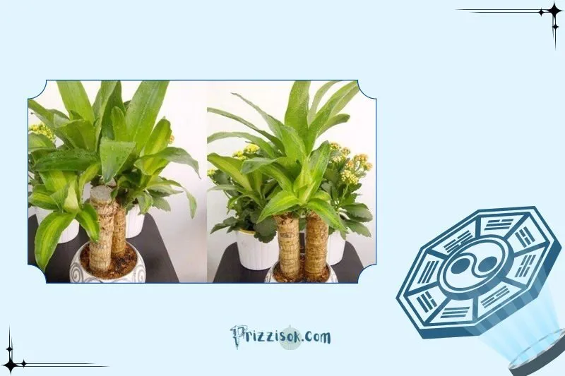 Công dụng của cây thiết mộc lan