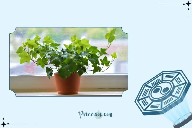 Công dụng của cây thường xuân phong thủy