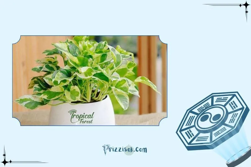 Công dụng của cây trầu bà phong thủy