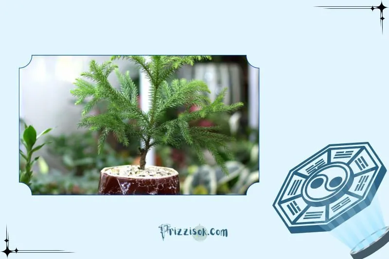 Công dụng của cây tùng bách phong thủy