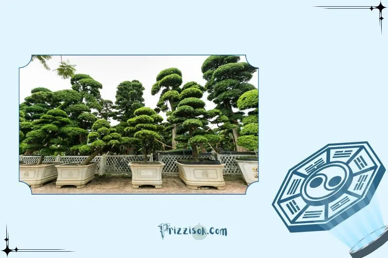 Công dụng của cây tùng la hán phong thủy