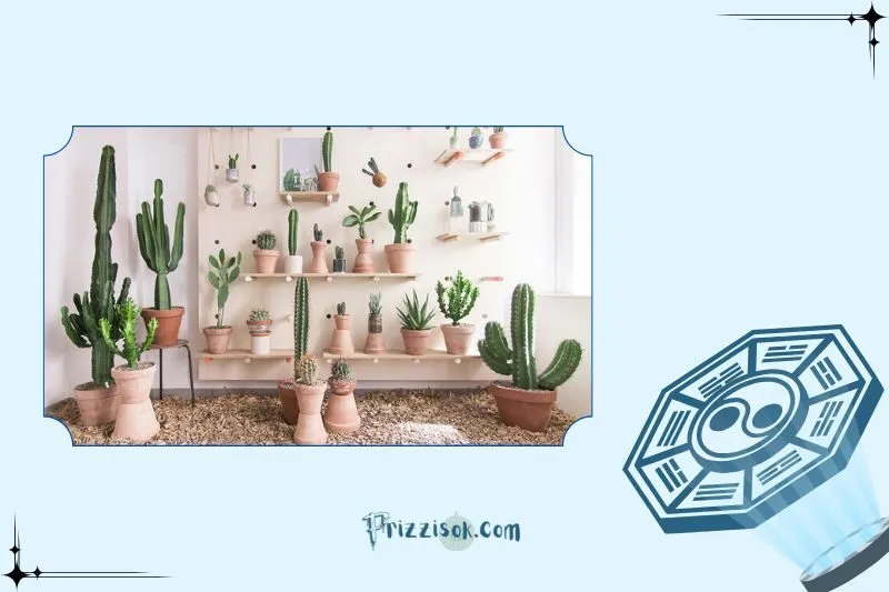 Công dụng của cây xương rồng trong phong thủy và đời sống