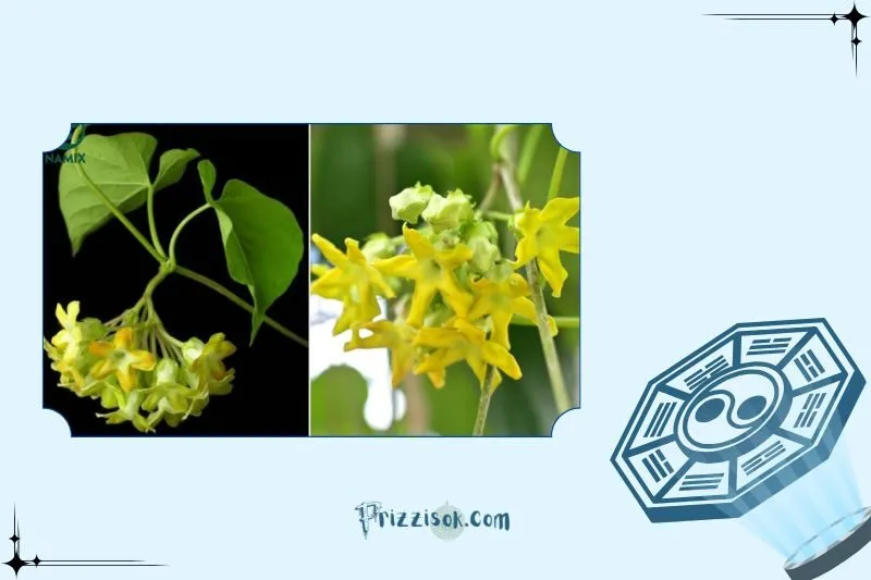 Công dụng khác của cây hoa thiên lý