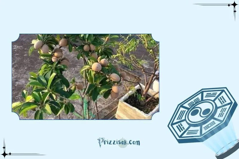 Công dụng thực tế của cây hồng xiêm