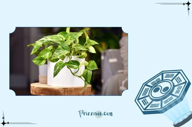 Danh sách cây phong thủy trong nhà giúp gia chủ hút tài lộc mạnh nhất