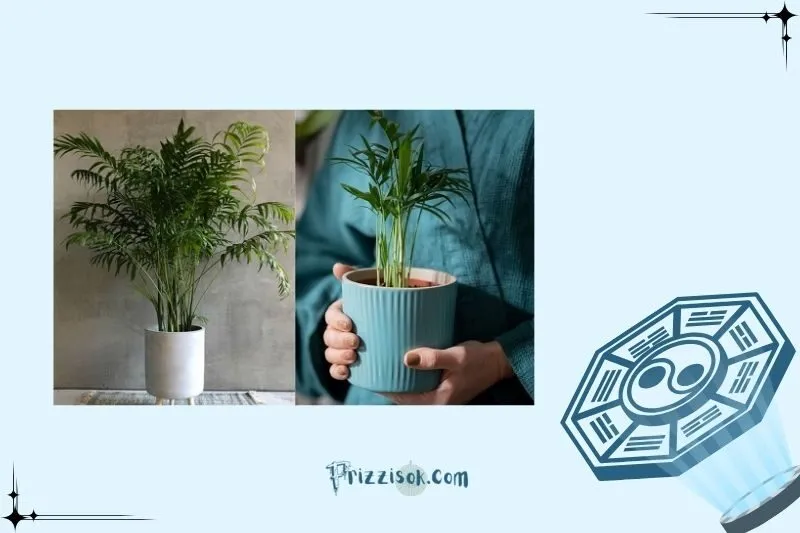 Đặt cây cau tiểu trâm ở đâu để hợp phong thuỷ?