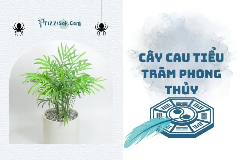 Đặt cây cau tiểu trâm phong thuỷ ở đâu để hút tài lộc 2025