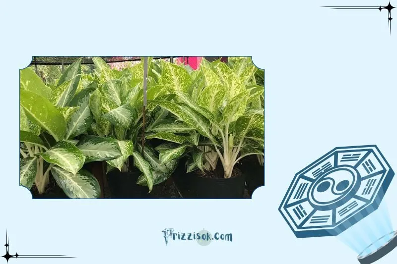 Đặt cây ngân hậu ở đâu để mang lại phong thủy tốt nhất?