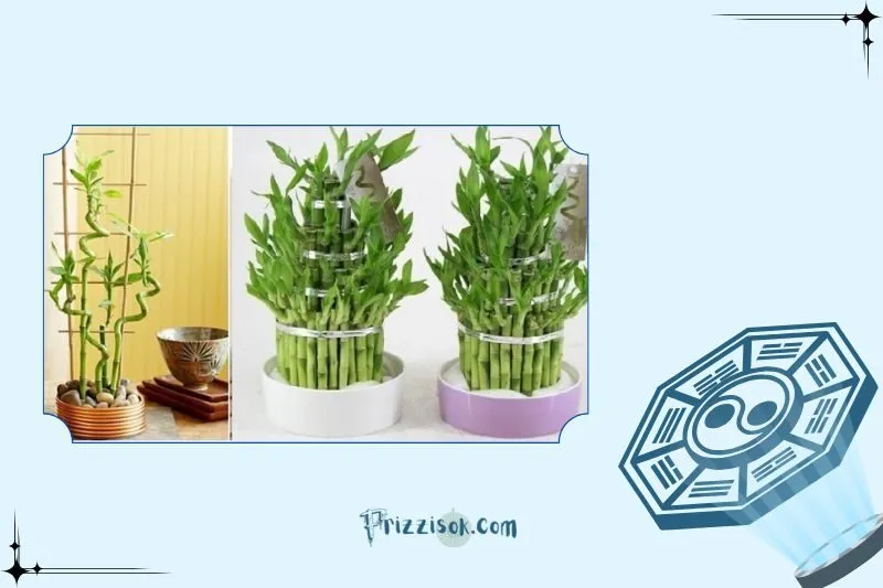 Đặt cây phất dụ ở đâu trong nhà để thu hút tài lộc?