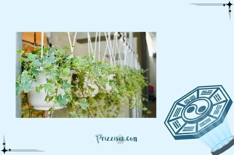 Đặt cây thường xuân phong thủy ở đâu để hút tài lộc?