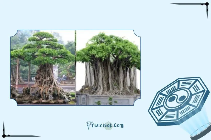 Hướng Dẫn Cách Trồng Cây Si Chuẩn Phong Thủy