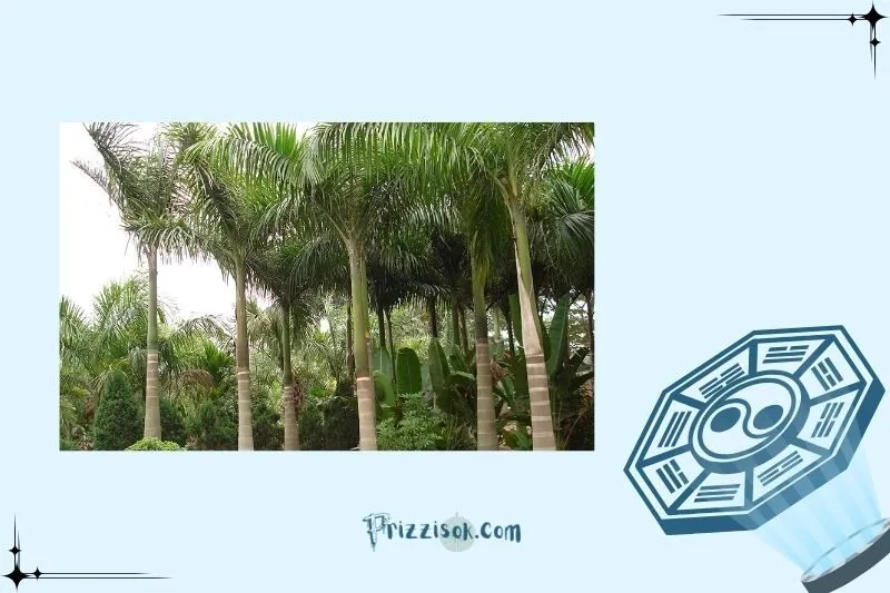 Hướng dẫn cách trồng và chăm sóc cây cau vua