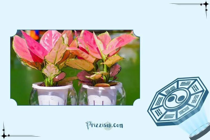 Hướng dẫn cách trồng và chăm sóc cây vạn lộc