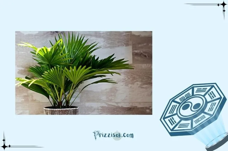 Hướng dẫn chăm sóc cây cọ cảnh để luôn xanh tốt