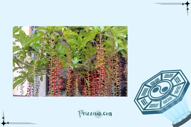 Hướng dẫn chăm sóc cây lộc vừng để luôn xanh tốt