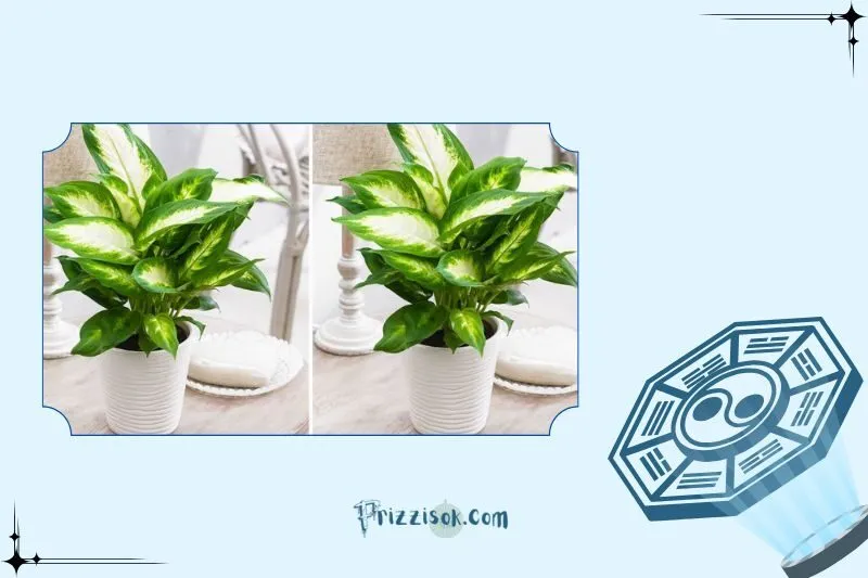 Hướng dẫn chăm sóc cây vạn niên thanh để cây luôn xanh tốt