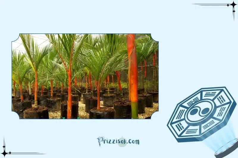 Hướng dẫn trồng và chăm sóc cây cau đỏ