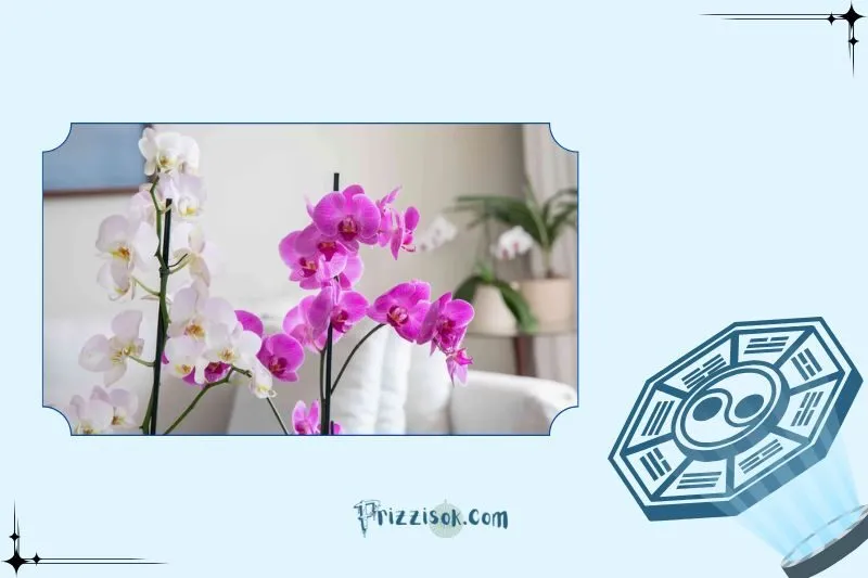 Hướng dẫn trồng và chăm sóc cây hoa lan phong thuỷ